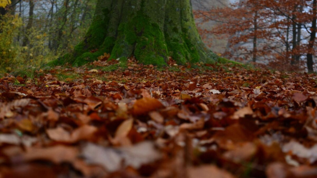grosso tronco d'albero ricoperto di muschio verde, circondato da un tappeto di foglie cadute di colore marrone e arancione. © Pixabay.