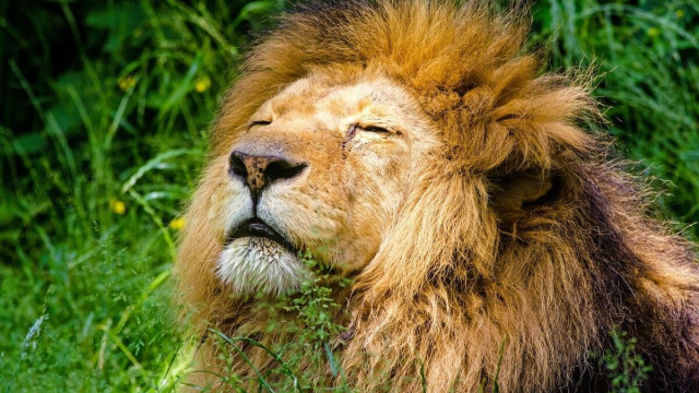 Oroscopo segno del Leone © Pixabay