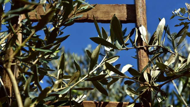 Dei rami di ulivo (©pixabay.com)