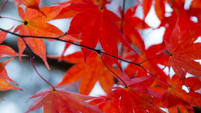 Foglie rosse di acero in autunno © Pexels.