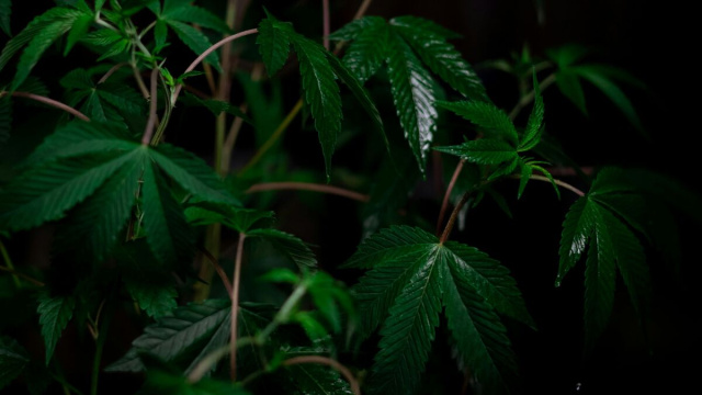 Maxi piantagione di marijuana (© pexels)