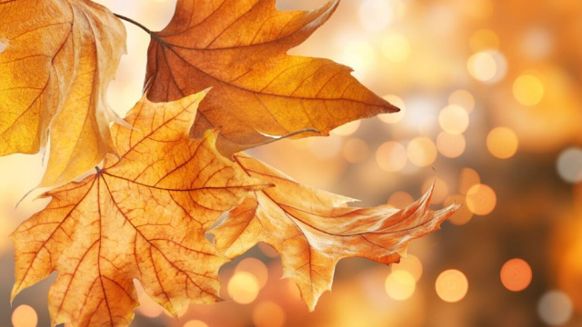 Foglia in autunno, foto da ©Pixabay