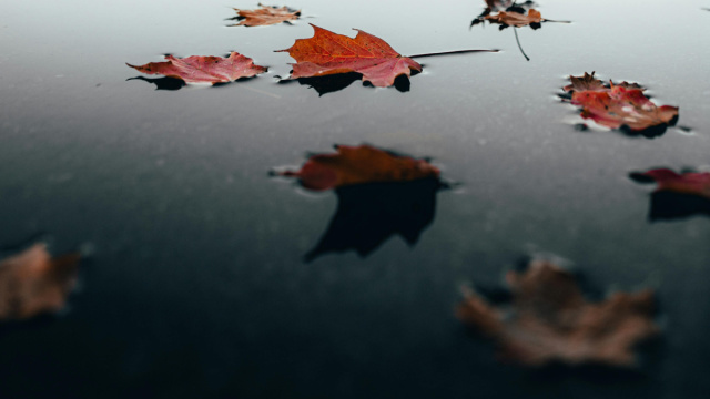 Foglie secche sull'acqua-© Pexels