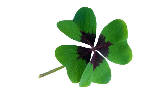 Quadrifoglio portafortuna - © Pixabay.