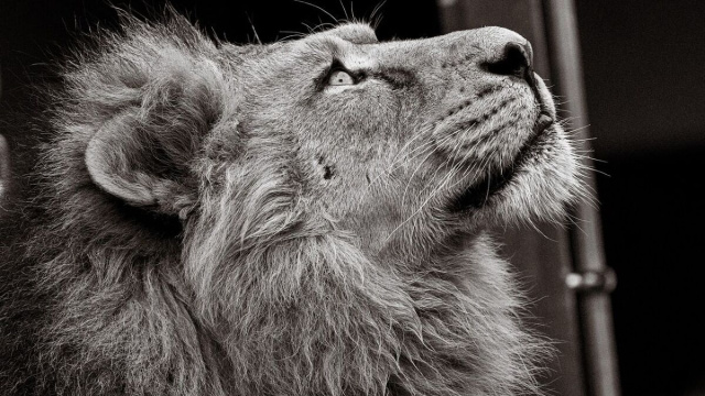 Oroscopo segno del Leone © Pixabay