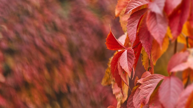 Foglie autunnali della vite americana © Pexels.