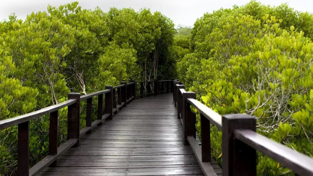 Ponte con alberi verdi © Pixabay