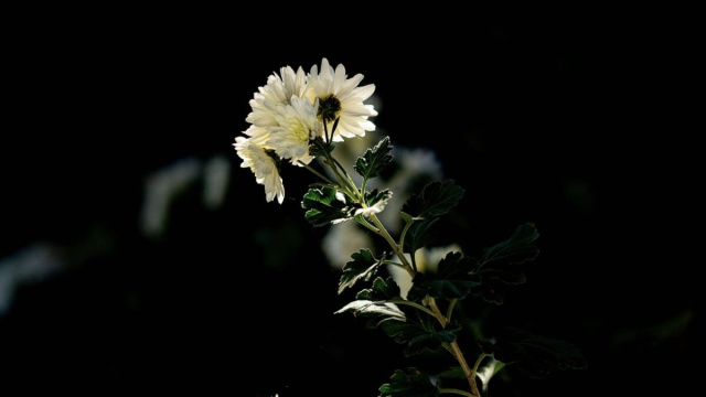 Fiori bianchi su sfondo scuro &copy; pixabay.com. .