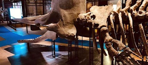 Piemonte, aumentano i visitatori nei musei e cresce il pubblico di teatro e musica