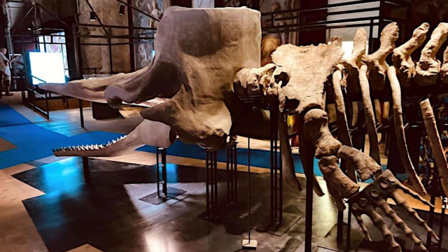 Musei piemontesi © Creative Commons.