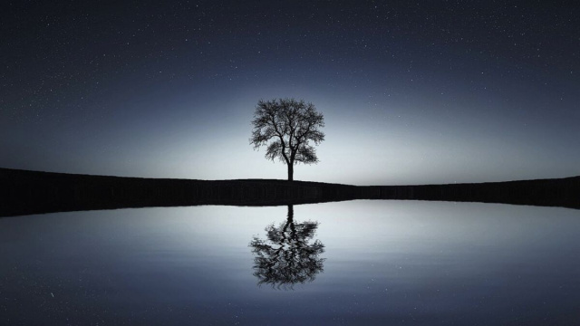 Albero solitario riflesso nell&rsquo;acqua &ndash; &copy; Pixabay.
