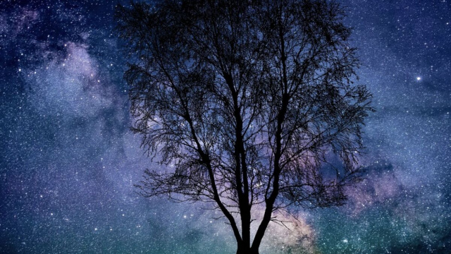 Albero in ombra con cielo stellato alle spalle © pixabay.com