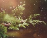 Un ramo di conifera sempreverde durante una nevicata (© Pixabay).