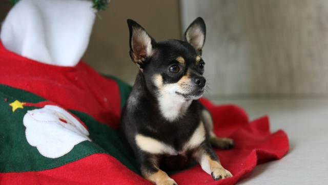 Piccolo cagnolino sotto l'albero di Natale © Pixabay