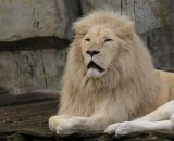 Oroscopo segno del Leone &copy; Pixabay