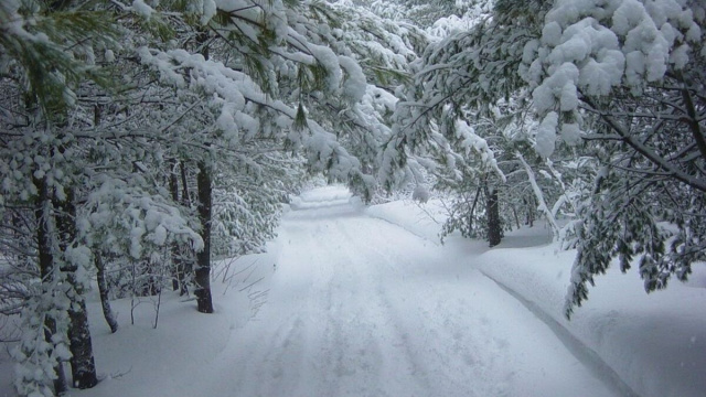 In foto alberi coperti di neve.&copy; pixabay.