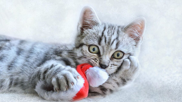 Gattino sdraiato con cappello di Natale &copy; Pixabay