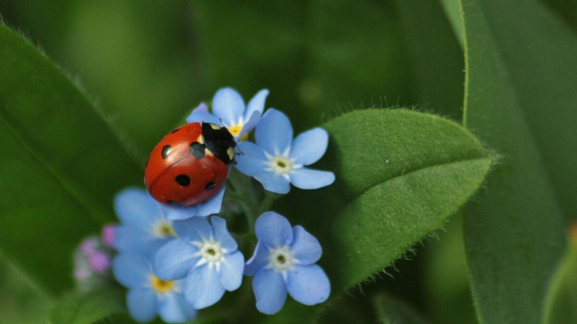 Coccinella su fiori turchese - &copy; Pixabay.