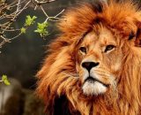 Oroscopo segno del Leone © Pixabay