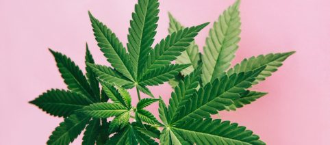 Cannabis light, retromarcia del Governo: l'emendamento di Fratelli d'Italia sarà ritirato