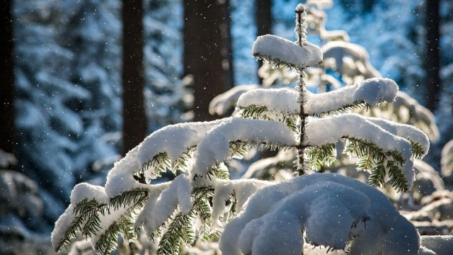 Un albero innevato (©pixabay.com)