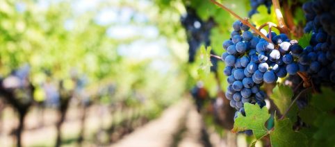 Bollicine Wine Fest: l'evento degli spumanti italiani il 7 dicembre a Roma