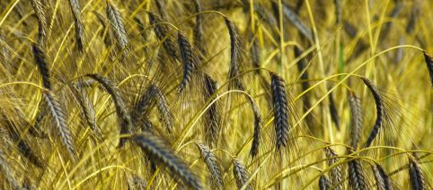 Farro di san Nicola, una minestra semplice di cereali ottima per cena
