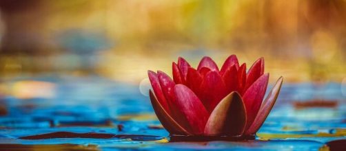 Un fiore in uno stagno (©pixabay)