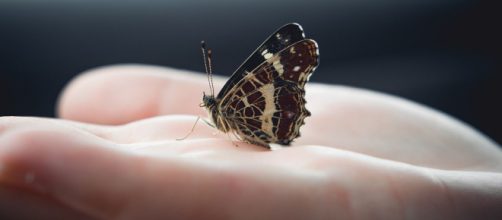 Farfallina posata sul palmo della mano - © Pixabay