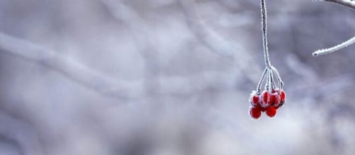 In foto un ramo innevato © Immagine di Pexels.