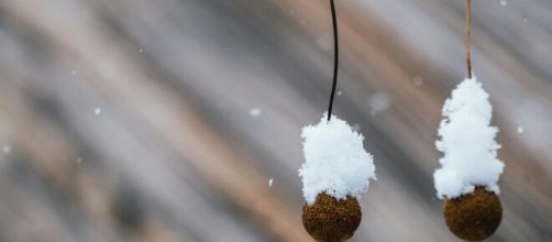 Frutti appesi all'albero con la neve- © Pexels.