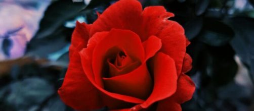 Rosa rossa © Immagine di Pexels.com