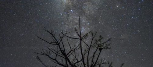 Cielo stellato e rami di albero- © Pexels