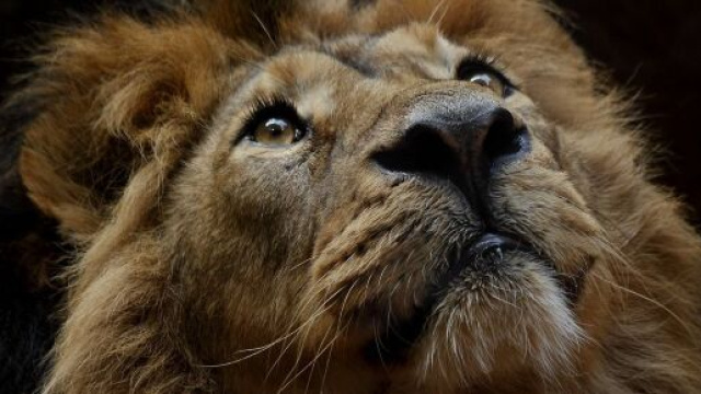 In foto un Leone - Immagine © Pixabay