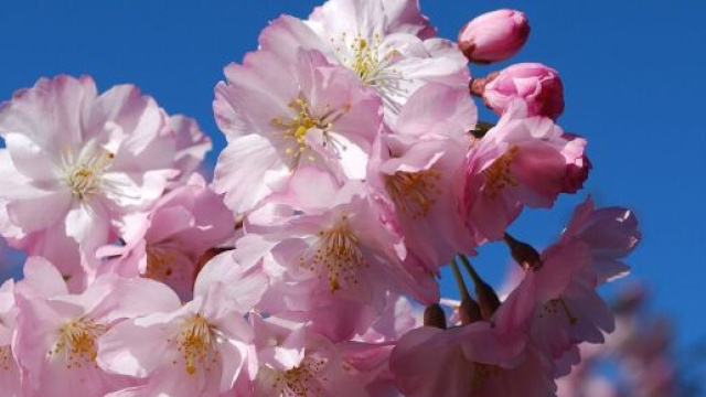 Un albero coi fiori rosa (©pexels)