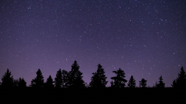 Alberi scuri sotto un cielo di stelle © Pixabay