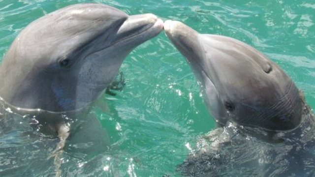 Una coppia di delfini &copy; Pixabay