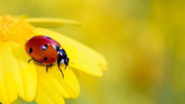 Una coccinella poggiata su un fiore (© Pixabay).