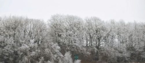 Alberi in inverno coperti di ghiaccio © Pexels