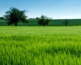 Un campo d'erba e alberi © Pexels