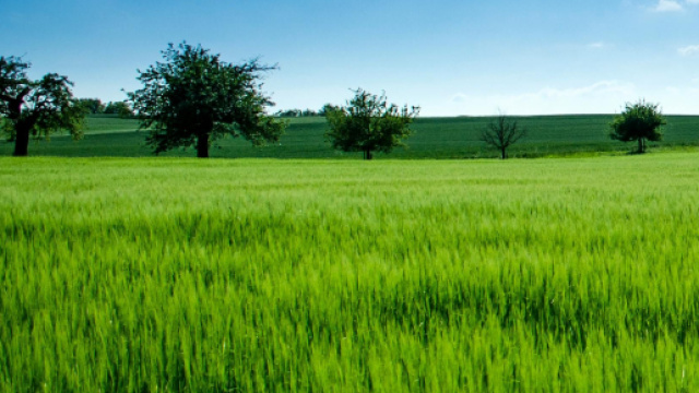 Un campo d'erba e alberi © Pexels