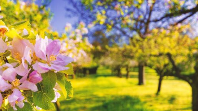 Un campo di alberi e fiori © Pixabay