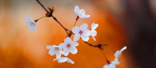 Fiori di pesco annunciano la primavera - © - Pixabay.