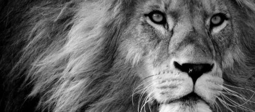 Un leone in bianco e nero © Pixabay