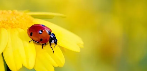 Una coccinella poggiata su un fiore (©pixabay.com)