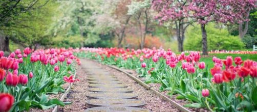Un viale pieno di tulipani (© pixabay)