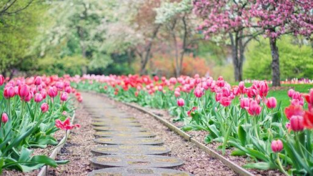 Un viale pieno di tulipani (© pixabay)