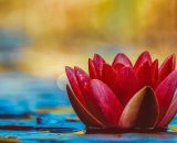 Un fiore in uno stagno (©pixabay.com).