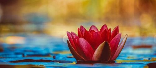 Un fiore in uno stagno (©pixabay)