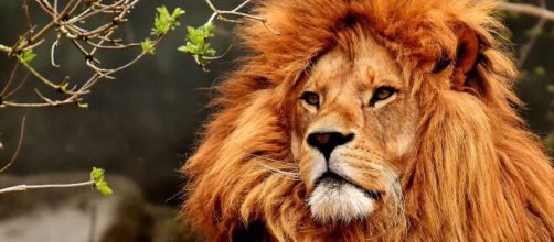 Un leone nella savana © Pixabay